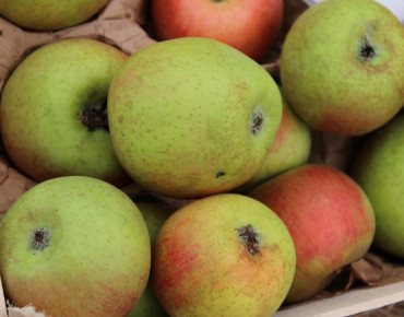 Malus domestica Reinette de Chênée - Jardins du Monde.be