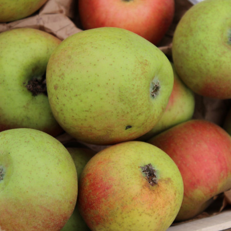 Malus domestica Reinette de Chênée - Jardins du Monde.be