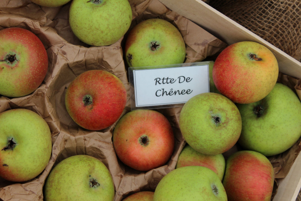 Malus domestica Reinette de Chênée - Jardins du Monde.be Malus domestica Reinette de Chênée - Jardins du Monde.be