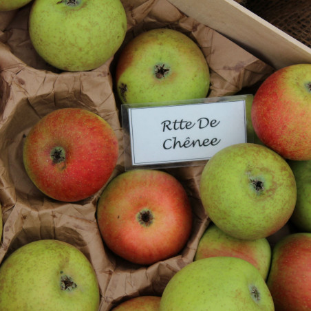 Malus domestica Reinette de Chênée - Jardins du Monde.be