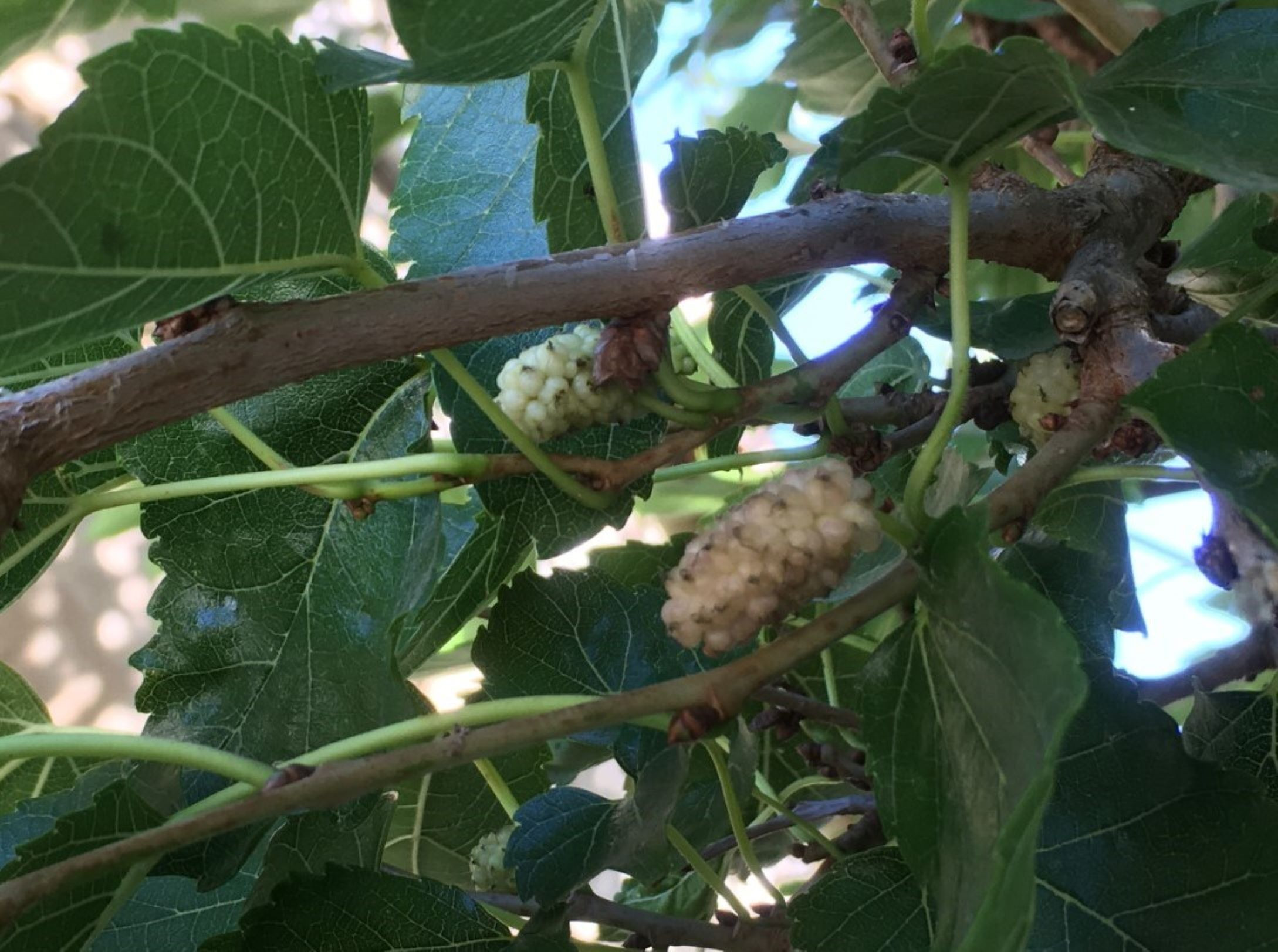 White mulberry tree