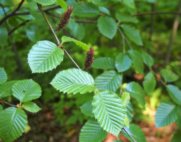 Betula medwediewii - Agnieszka Kwiecień, Nova, CC BY-SA 4.0, via Wikimedia Commons