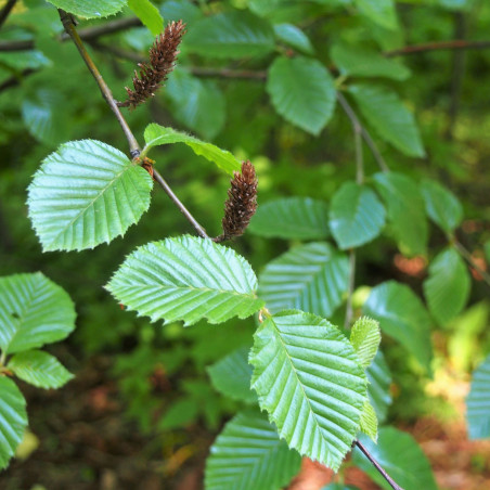 Betula medwediewii - Agnieszka Kwiecień, Nova, CC BY-SA 4.0, via Wikimedia Commons