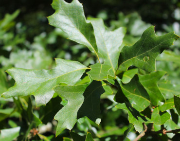 Quercus ilicifolia - Jardins du Monde.be