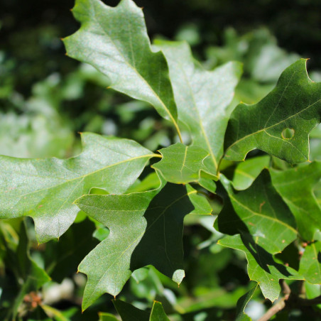 Quercus ilicifolia - Jardins du Monde.be