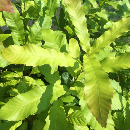 Quercus acutissima - Jardins du Monde.be