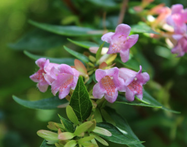 Edward Goucher glossy abelia