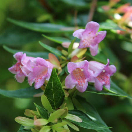 Abélia Edward Goucher - Abelia grandiflora Edward Goucher