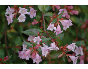 Abélia Edward Goucher - Abelia grandiflora Edward Goucher
