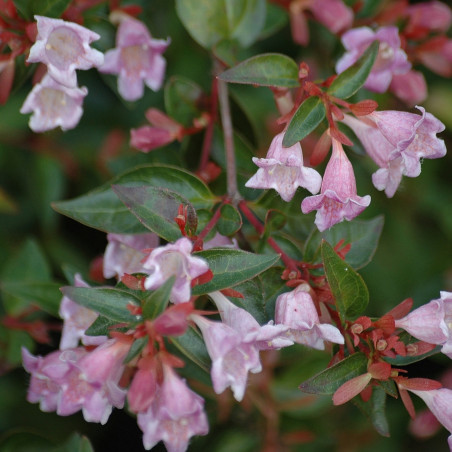 Abelie Edward Goucher - Abelia Edward Goucher