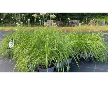 Seeds Garlic Chives - Allium tuberosum