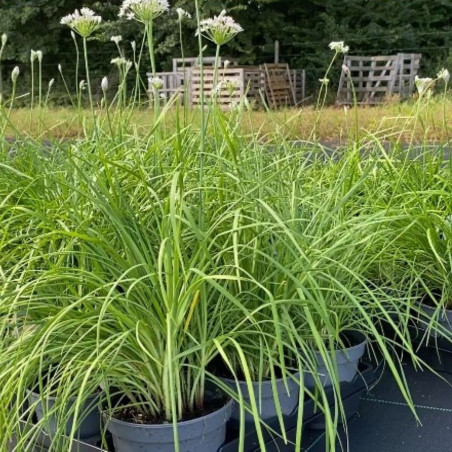 Zaden Chinese Knoflook - Knoflook-bieslook - Allium tuberosum