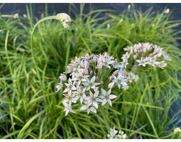 Seeds Garlic Chives - Allium tuberosum