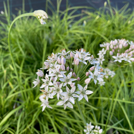 Semences Ciboulette Chinoise - Ciboulette à l'Ail - Allium tuberosum