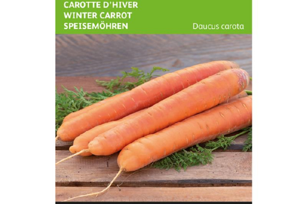 Berlikum Wintermöhre