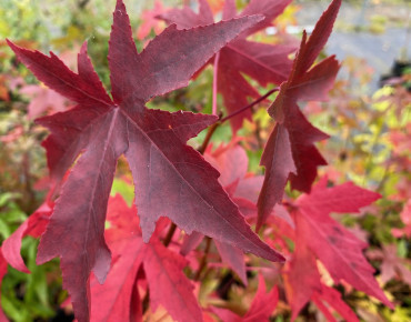 American Sweetgum Worplesdon