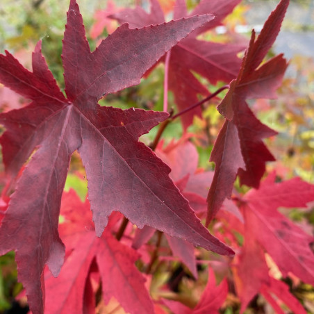 American Sweetgum Worplesdon - Liquidambar Styraciflua Worplesdon