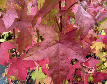 American Sweetgum Lane Roberts