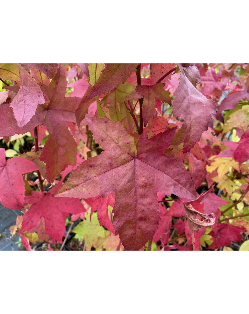 Amberbaum Lane Roberts Liquidambar styraciflua Lane Roberts