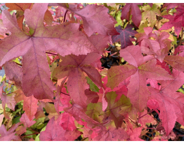 Amberboom Lane Roberts - Liquidambar styraciflua Lane Roberts
