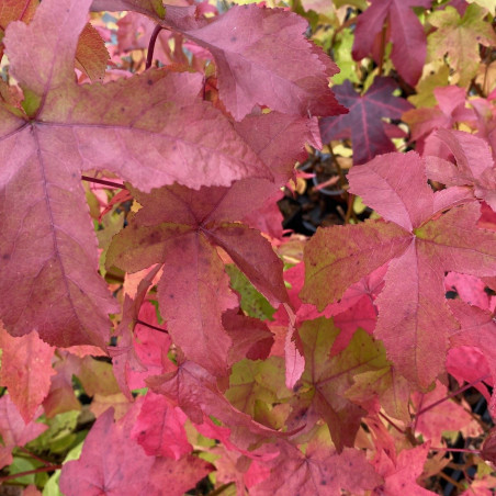 Amberboom Lane Roberts - Liquidambar styraciflua Lane Roberts