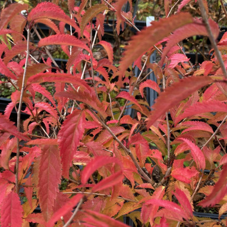 Fuji Cherry Tree Oshidori - Prunus incisa Oshidori