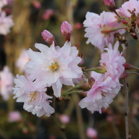Fuji Cherry Tree Oshidori - Prunus incisa Oshidori