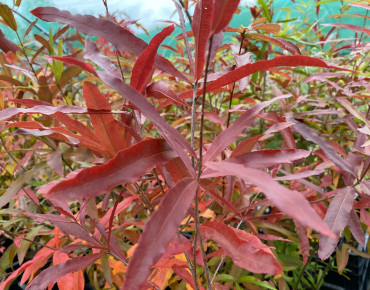 Chêne à feuilles de Saule