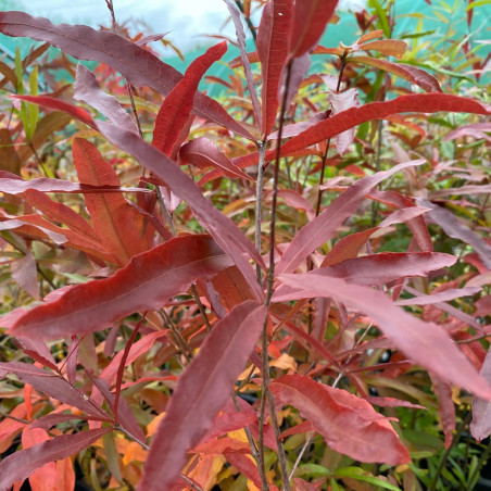 Chêne à feuilles de Saule - Quercus phellos