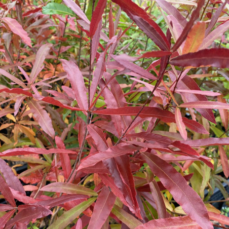 Willow oak - Quercus phellos