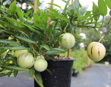 Pépino - poire-melon - Morelle de Wallis - Solanum Muricatum - photo du plant à 2 ans
