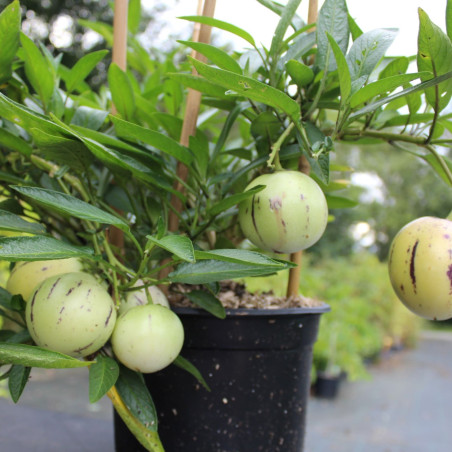 Pépino  - Solanum Muricatum - - photo of the plant at 2 years old