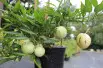 Pépino - poire-melon - Morelle de Wallis - Solanum Muricatum