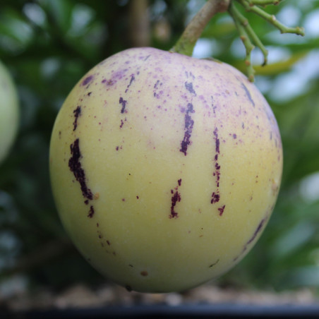 Pépino - Solanum Muricatum