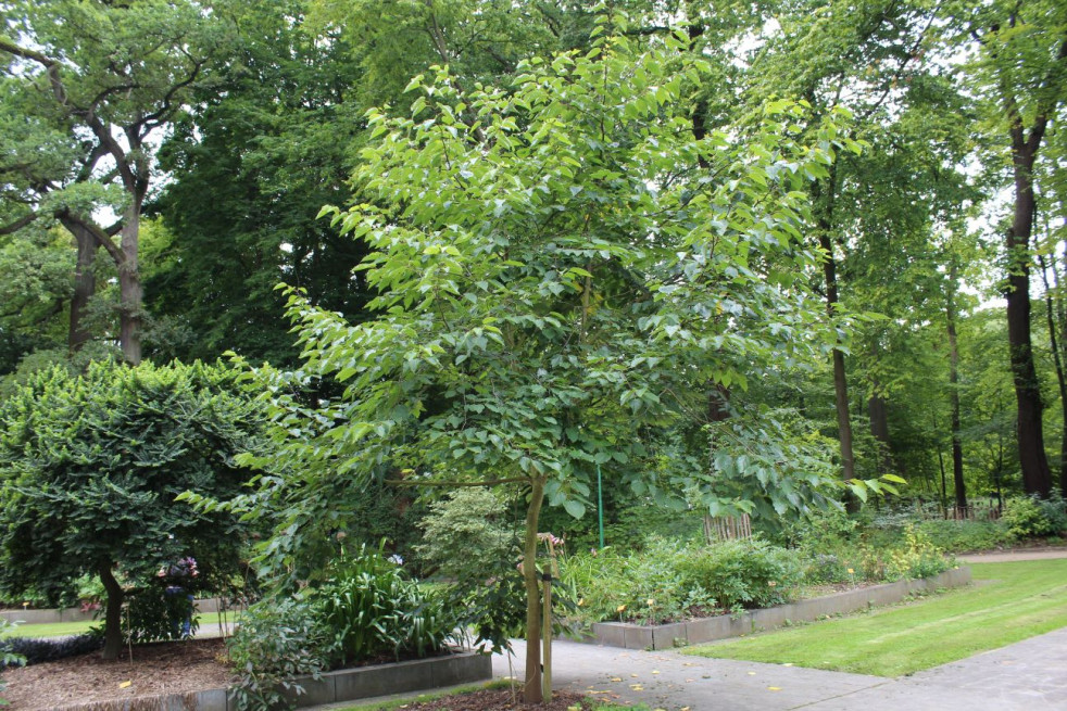 Japanese raisin tree - Hovenia dulcis - tree