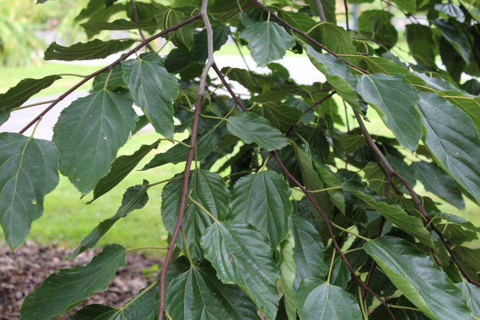 Japanese raisin tree - Hovenia dulcis - tree