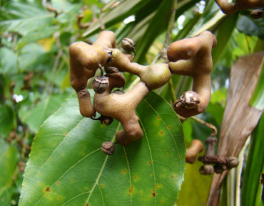 Hovenia dulcis - mauroguanandi, CC BY 2.0, via Wikimedia Commons