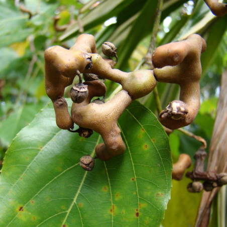 Hovenia dulcis - mauroguanandi, CC BY 2.0, via Wikimedia Commons