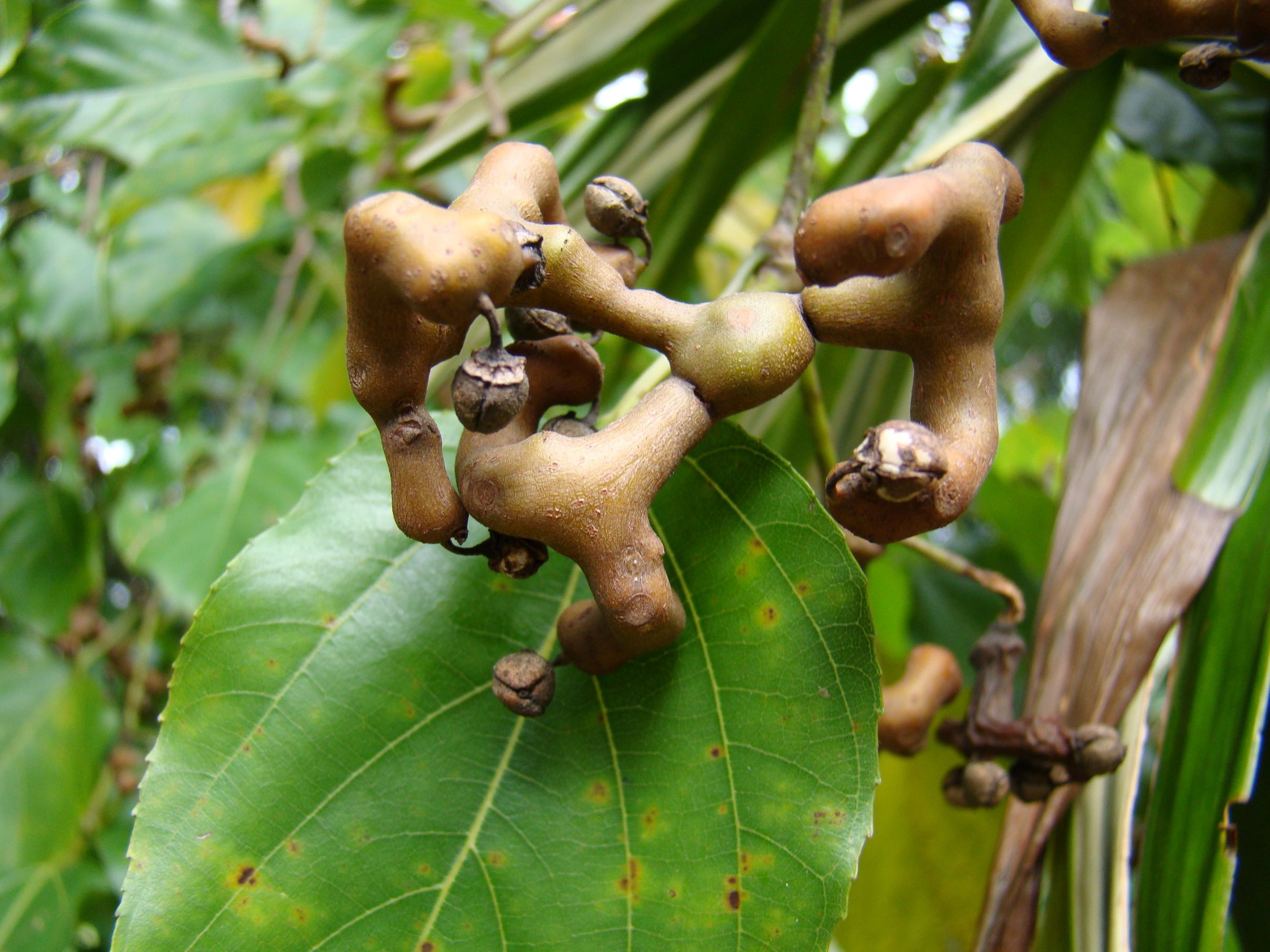 Raisinier de Chine - Hovenia dulcis