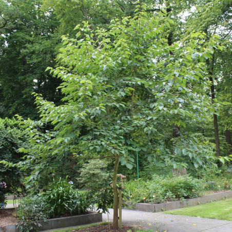 Hovenia dulcis - Jardins du Monde.be