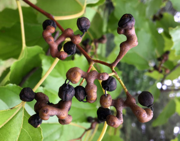 Plant Image Library from Boston, USA, CC BY-SA 2.0, via Wikimedia Commons