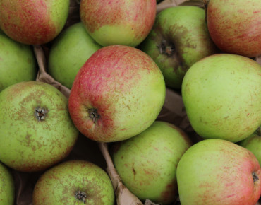 Malus Domestica Gueule de Mouton - Jardins du Monde.be