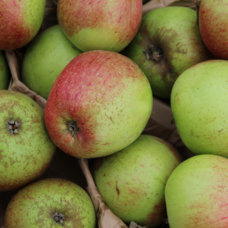 Malus Domestica Gueule de Mouton - Jardins du Monde.be