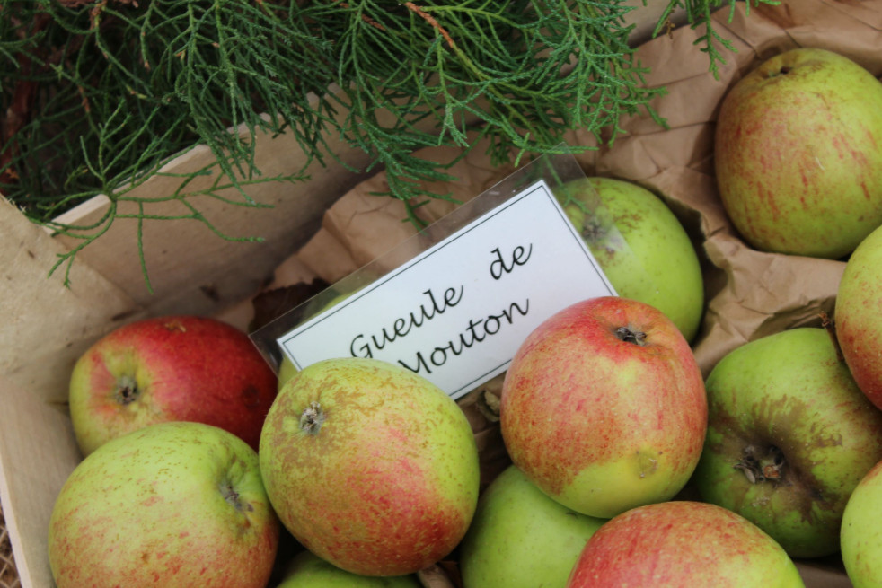 Malus Domestica Gueule de Mouton - Jardins du Monde.be Malus Domestica Gueule de Mouton - Jardins du Monde.be