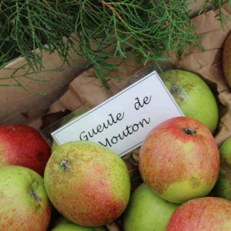 Malus Domestica Gueule de Mouton - Jardins du Monde.be