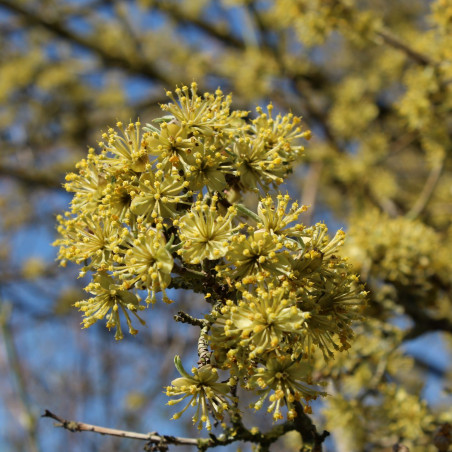 Cornus mas Aurea - flower (Jardins du Monde.be)
