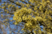Cornus mas Aurea - fleur (Jardins du Monde.be) Cornus mas Aurea - fleur (Jardins du Monde.be)