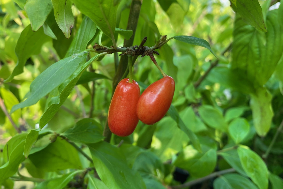Cornus mas Aurea - fruits (Jardins du Monde.be) Cornus mas Aurea - fruits (Jardins du Monde.be)