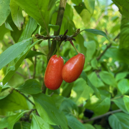 Cornus mas Aurea - Früchte (Jardins du Monde.be)