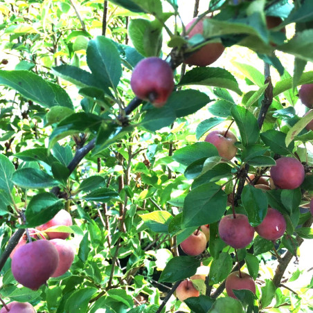 Malus purpurea Neville Copeman